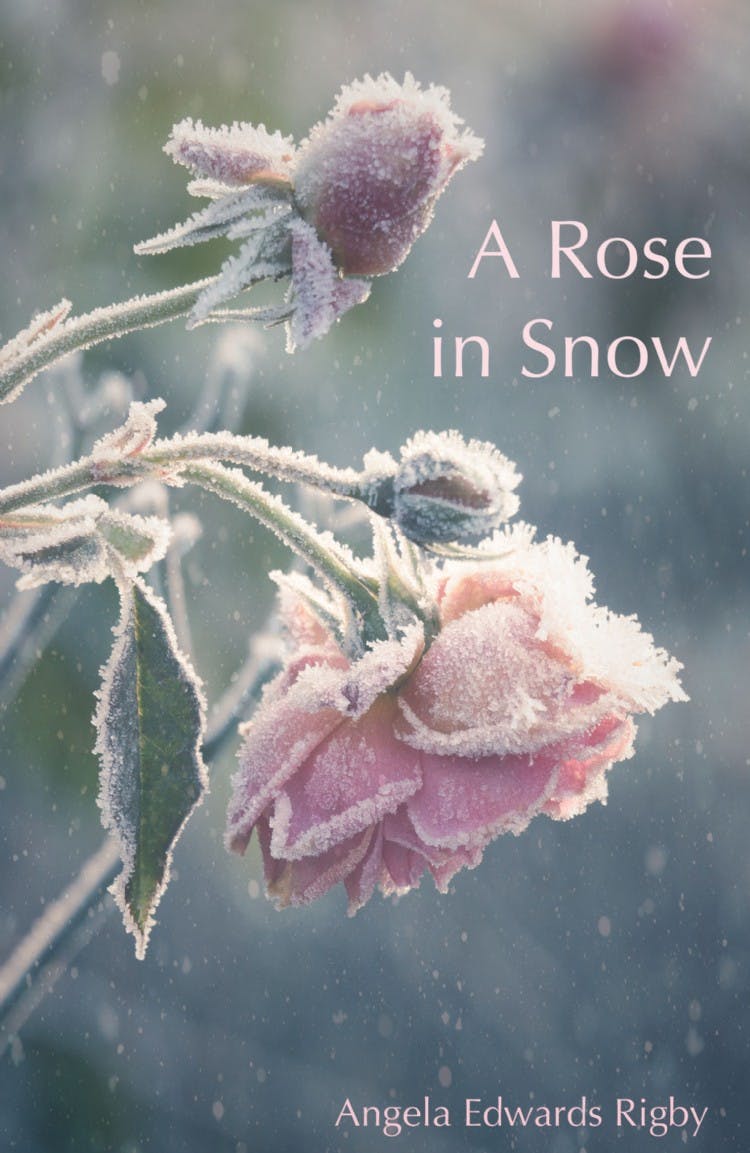 A Rose in Snow